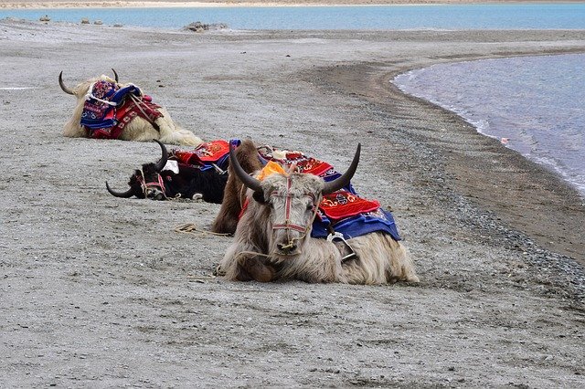 Pangong Lake Leh Ladakh | History | Images | Facts. yak ladakh