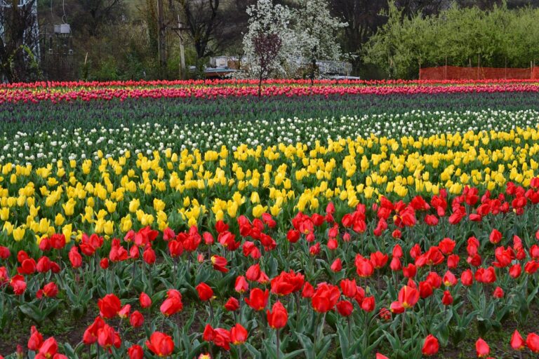 Tulip Garden Kashmir | Facts History