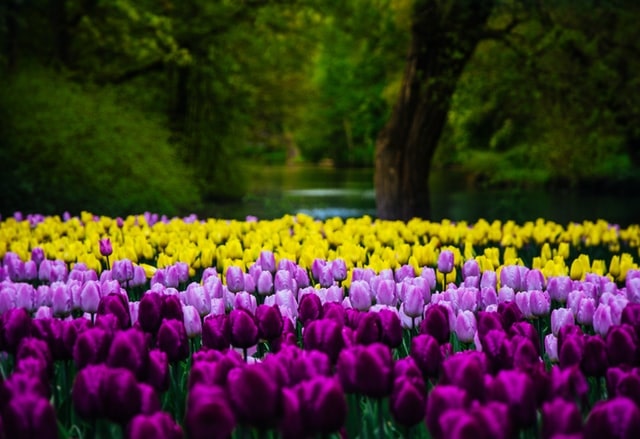 Tulip Garden Srinagar Kashmir