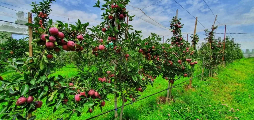 high density apple orchard
