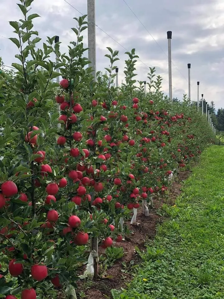 What Is A High Density Apple Orchard | Kashmiri Apple