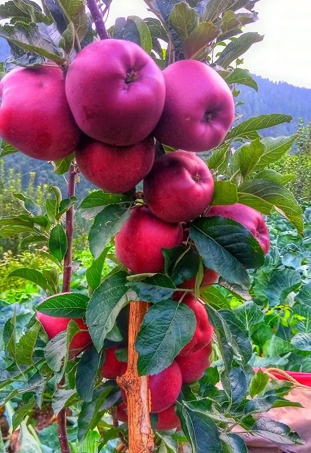 Best New High Density Apple Varieties In Kashmir