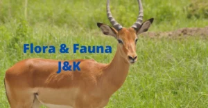 flora-fauna-jk