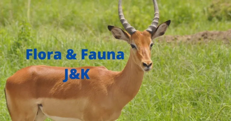 Flora And Fauna of Jammu and Kashmir